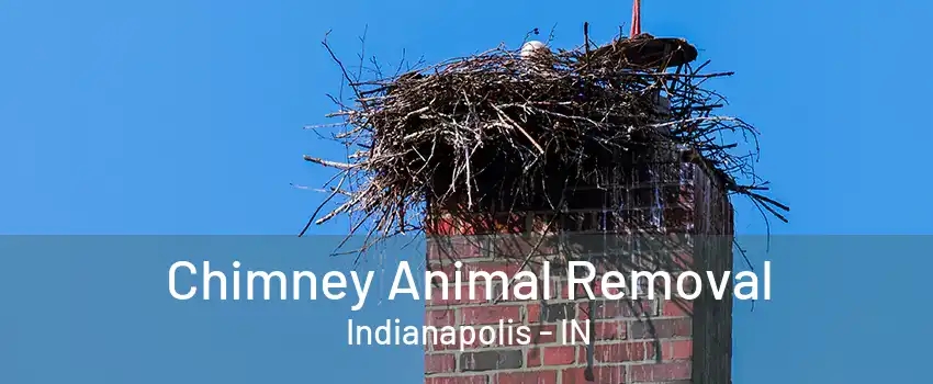 Chimney Animal Removal Indianapolis - IN